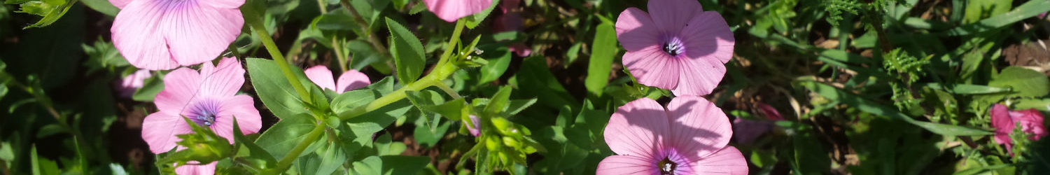 פעילות לילדים – בטבע